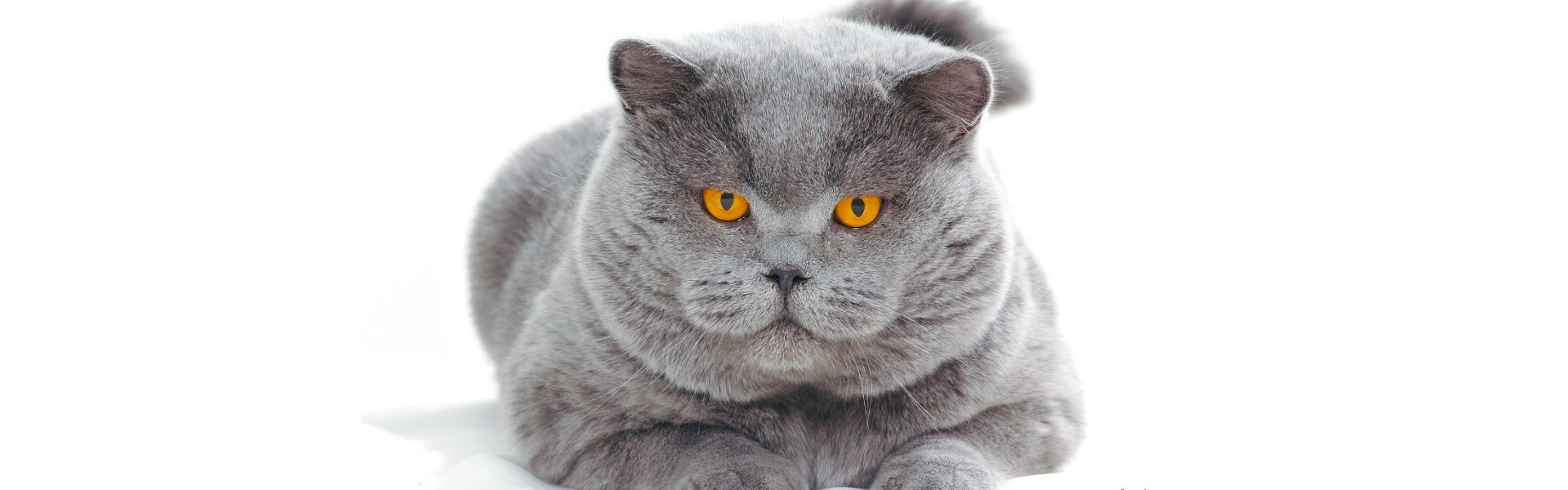 WCC - Westsächsischer Cat Club e.V.